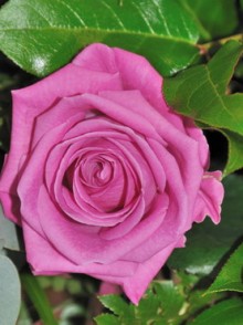 Aqua rose (trandafirul Aqua)
