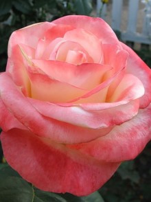 Belle Perle rose (trandafirul Belle Perle)