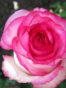 Dolce Vita rose (trandafirul Dolce Vita)