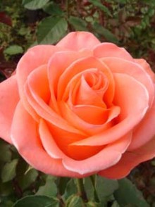 Wow rose (trandafirul Wow)