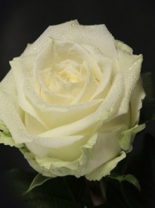 White Naomi rose (trandafirul White Naomi)