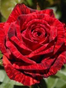 Red Intuition rose (trandafirul Red Intuition)