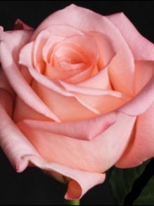 Engagement rose (Trandafirul Engagement)