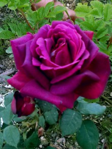 Yurianda Rose (trandafirul Yurianda)