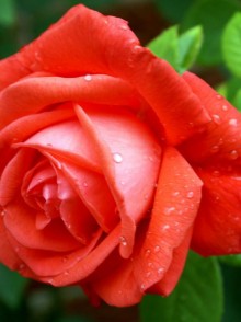 Tropicana rose (Trandafirul Tropicana)