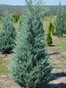 Можжевельник Скальный (Juniperus Scopulorum Skyrocket)