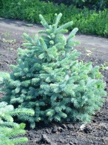 Ель Голубая (Picea pungens Glauca)