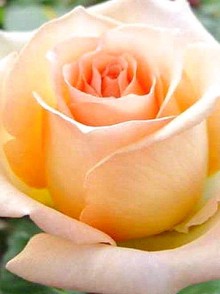Versilia rose (trandafirul Versilia)