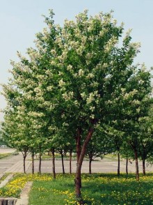 Malin alb racemiform (Prunus padus racemosa)