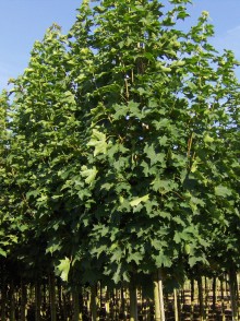 Arțarul cu frunze ascuțite (Acer platanoides)