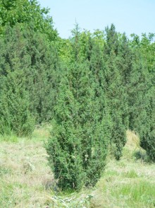 Ienupărul obișnuit (Juniperus communis)