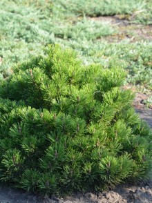 Сосна горная (Pinus montana)