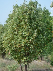 Рябина мучнистая (Sorbus aria)