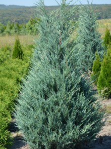 Ienupăr columnar Skyrocket (Juniperus Scopulorum Skyrocket)