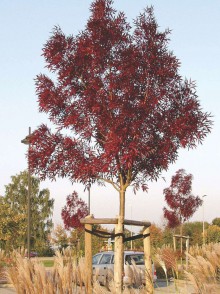 Ясень узколистный Рейвуд (Fraxinus angustifolia “Raywood