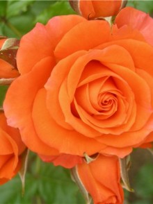 Trandafirul de bordură Alegria (Alegria rose)