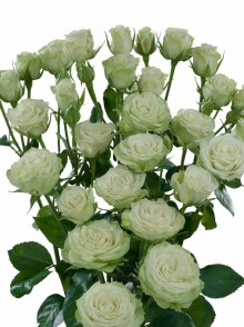 Trandafirul de bordură White Lydia (White Lydia rose)