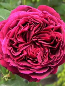 Английская роза David Austin Rose 