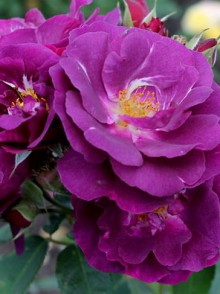 Trandafirul englez floribunda Rapsodia Albastră (Rhapsody In Blue rose)