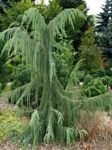 Можжевельник обыкновенный Хорстманн (Juniperus communis Horstmann)