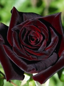 Black Magic rose (trandafirului Black Magic)