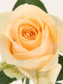 Avalanche Peach rose (trandafirul Avalanche Peach)