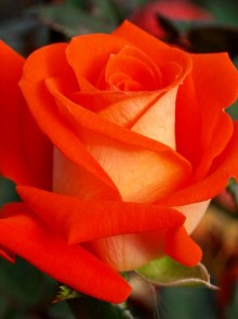 Verano rose (Trandafirul Verano)