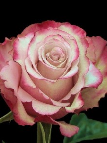 Sweetness rose (trandafirul Sweetness)