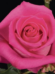 Topaz rose (trandafirul Topaz)