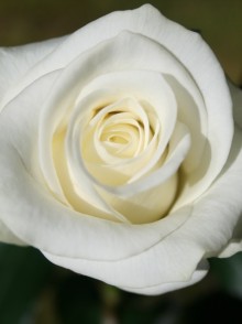 Аkito rose (trandafirul Akito)