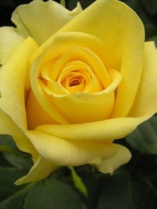 Kronos rose (trandafirul Cronos)