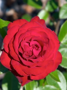 Tornado rose (Trandafirul Tornado)