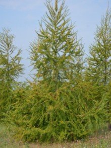 Лиственница Европейская (Larix decidua)