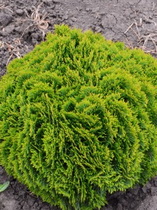 Туя западная шаровидная Danica (Thuja occidentalis Danica)