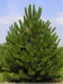 Pin negru austriac (Pinus Nigra 