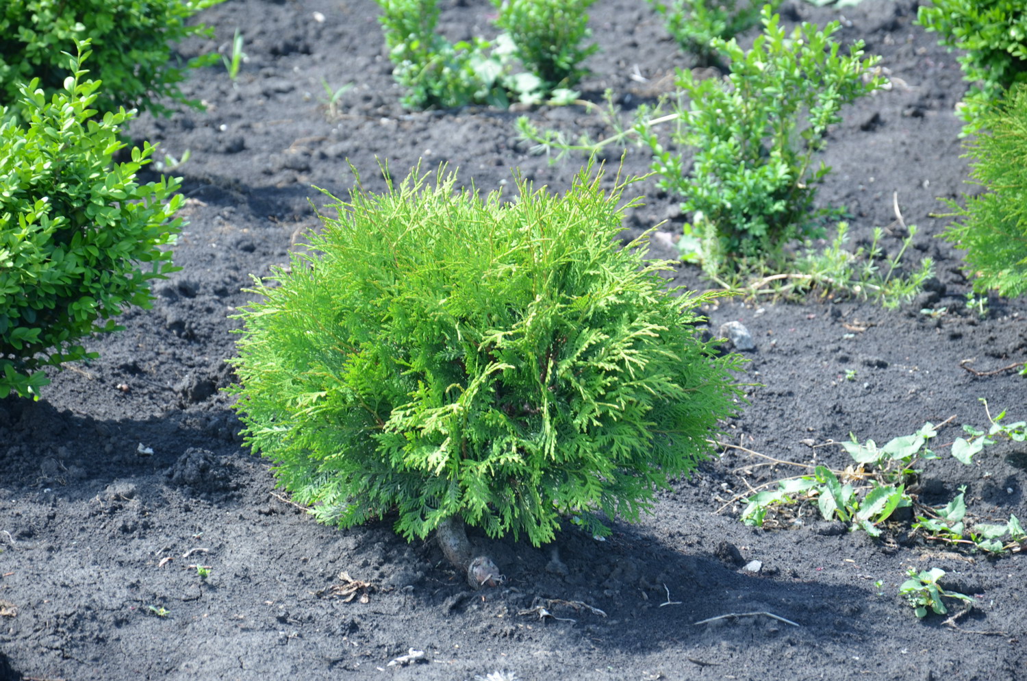 Шаровидная корневая система