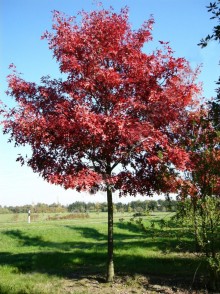 Дуб красный (Quercus rubra)