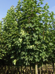 Клен остролистный (Acer platanoides)