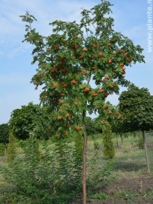 Scoruș obișnuit (Sorbus aucuparia)