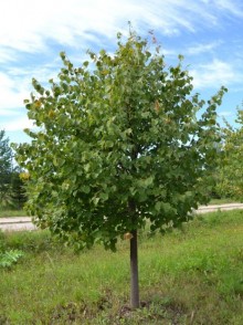 Липа мелколистная (Tilia cordata)