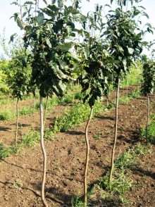 Рябина дуболистная (Sorbus quercifolia)