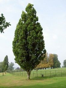 Stejarul piramidal (Quercus robur pyramidalis)