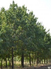 Дуб черешчатый (Quercus robur pyramidalis)