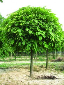 Катальпа бигнониевидная Нана  (Catalpa bignonioides Nana)