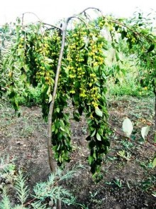 Mărul ornamental Pendula (Malus baccata Pendula)