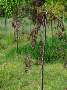 Яблоня декоративная Пендула (Malus baccata Pendula)