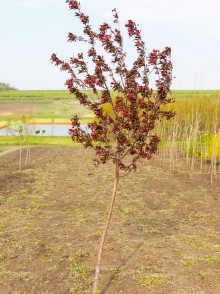 Mărul floribund Purpurea Pendula (Malus floribunda Purpurea Pendula)