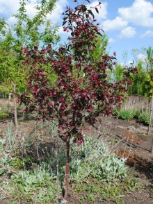 Яблоня пурпурная (Malus floribunda 