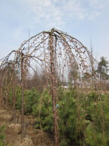 Cireșul pufos Pendula (Prunus subhirtella Pendula)