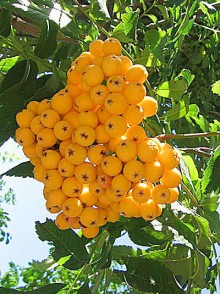 Рябина Арнольда 